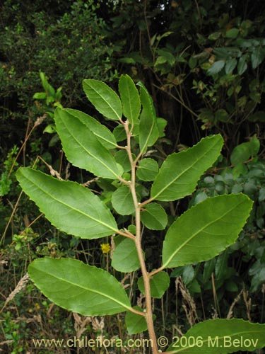 Фотография Azara serrata (Corcolén). Щелкните, чтобы увеличить вырез.